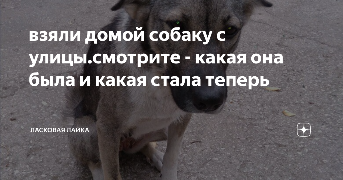 Щенки из приюта. Демотиваторы с животными. Срочно нужен дом щенку. Надписи про бездомных животных. Забери собаку домой.