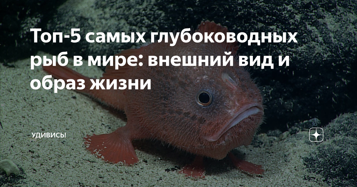 Топ-5 самых глубоководных рыб в мире: внешний вид и образ жизни ...