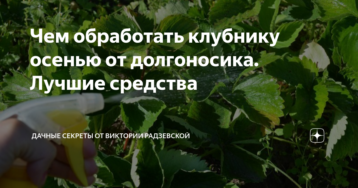 Чем обработать клубнику осенью от долгоносика. Лучшие средства ...