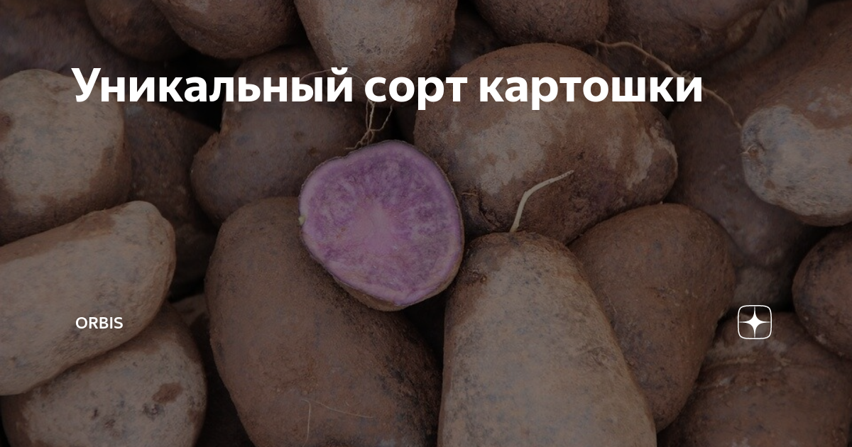 Уникальный сорт картошки | Orbis | Дзен