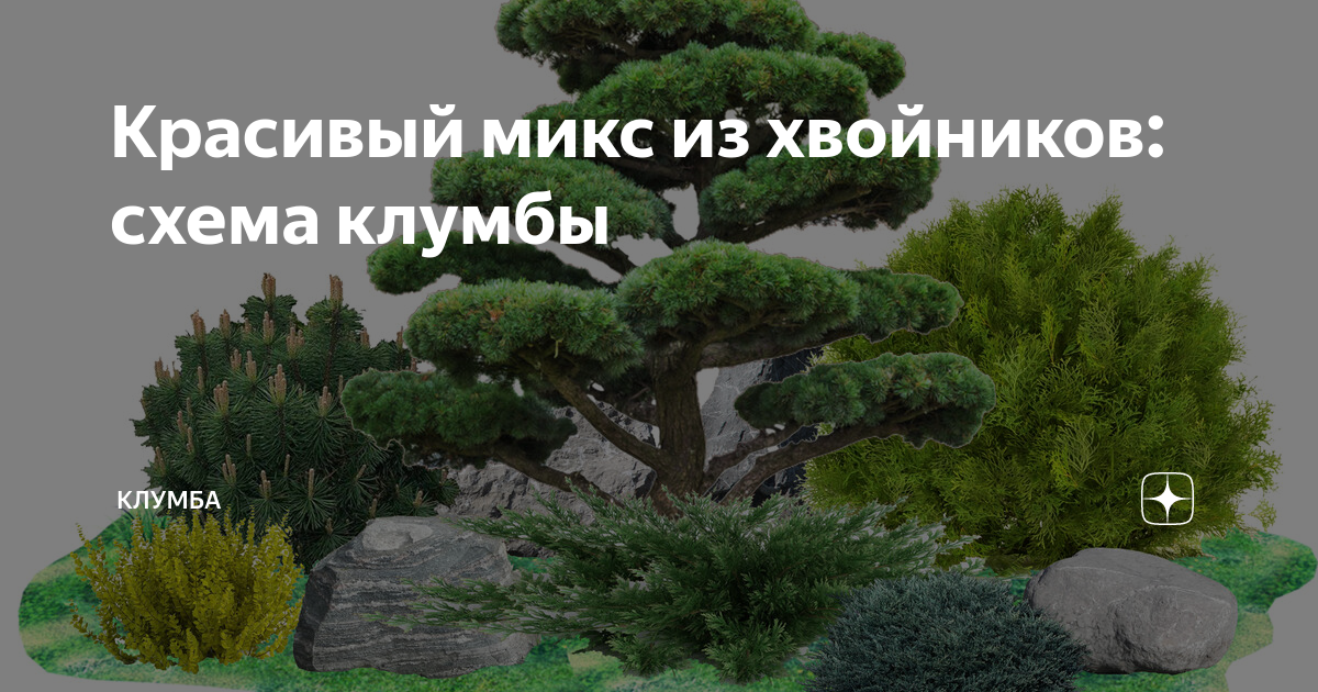 Красивый микс из хвойников: схема клумбы | КЛУМБА | Дзен