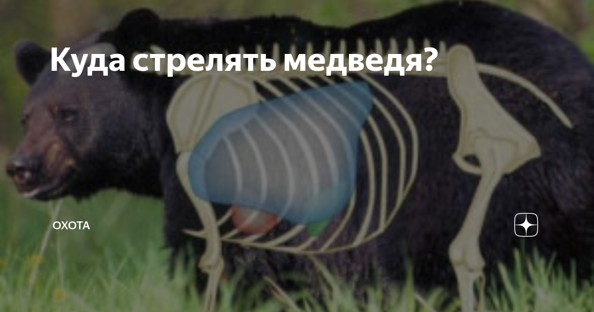 Убойные места медведя с карабина в картинках