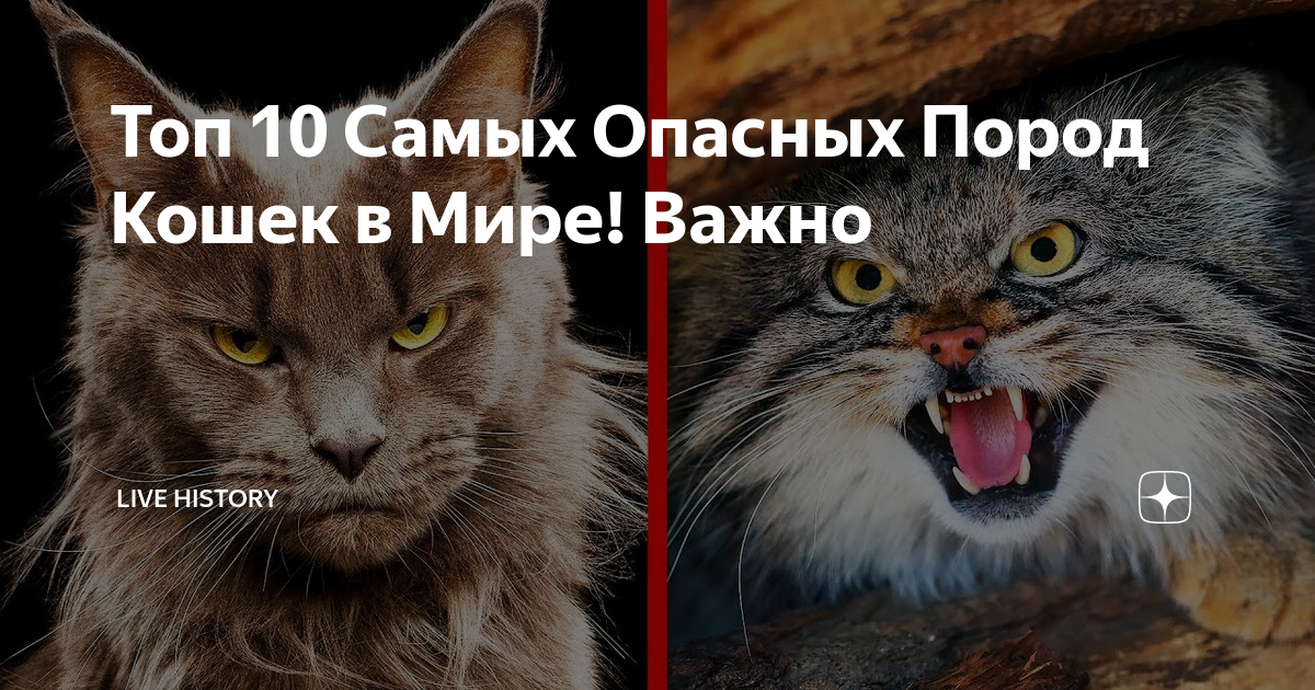 Ягуарунди - дикая кошка из америки JivoMir.ru Дзен