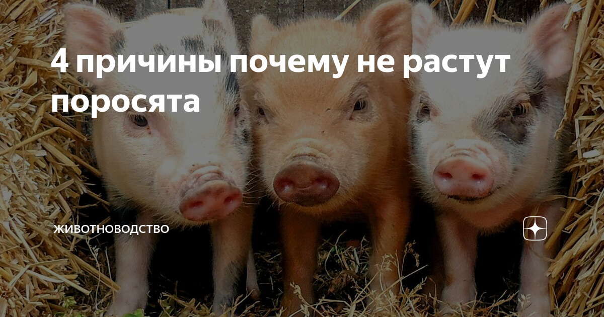 Витамины для свиней: обзор добавок и препаратов для роста свинок