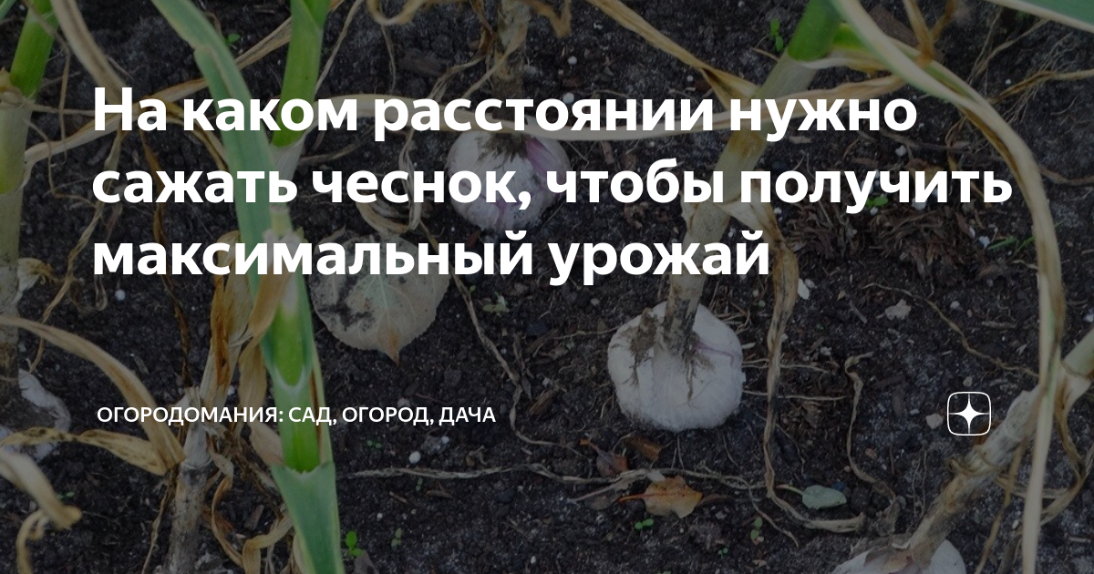Схема посадки чеснока. На каком расстоянии сажать чеснок. На каком расстоянии садить чеснок. Посадка чеснока расстояние.