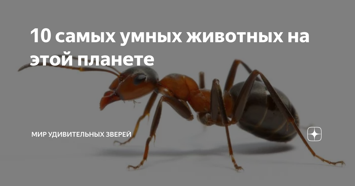 Самые умные животные на земле. Самые разумные животные. 10 самых умных. Самые умные животные в мире проект. Подотряд обезьяны.