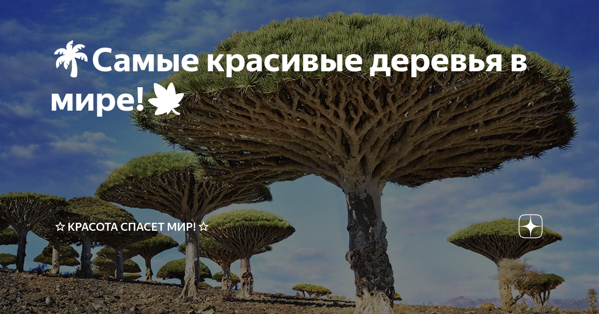 🌴Самые красивые деревья в мире!🍁 | ⭐Красота спасет мир!⭐ | Дзен