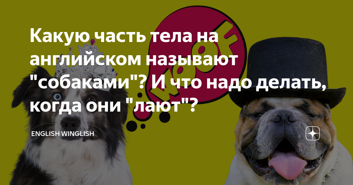 рассказ про собаку на английском. хаски на английском. клички собак из мультиков для мальчика. сочинение на тему моя собака. одри имя для собаки.