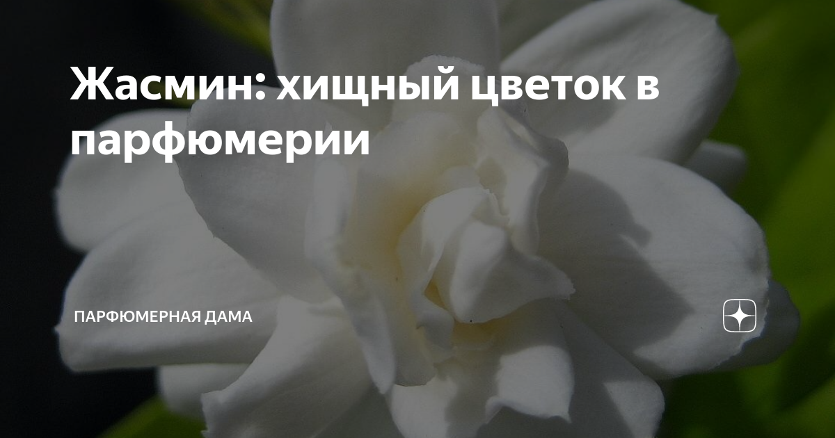Жасмин: хищный цветок в парфюмерии | Парфюмерная дама | Дзен