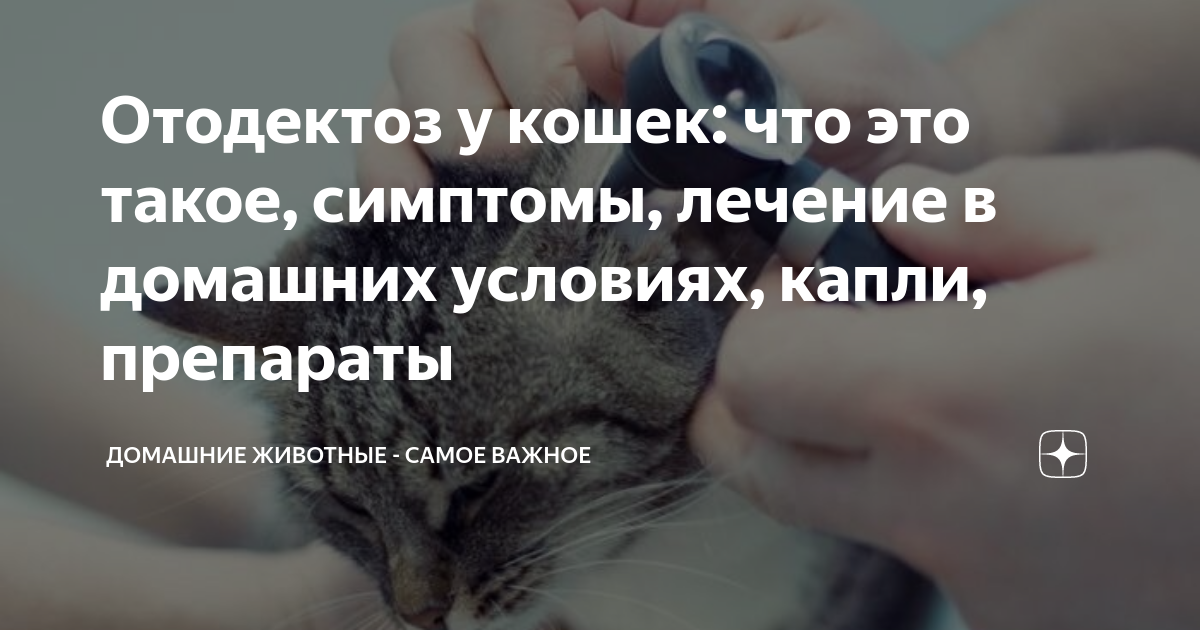 Отодектоз у кошек схема лечения 59 фото - ZooClever.ru