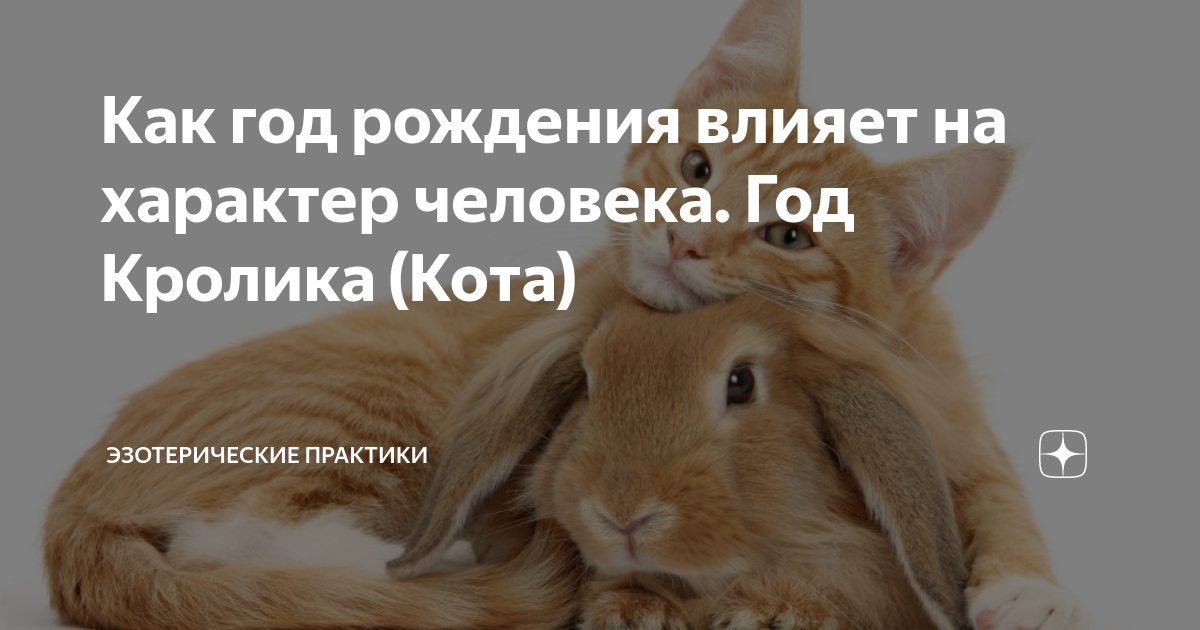 Год кролика года. Какие люди рождаются в год кролика. Родившиеся в год кролика. 2011 год какого животного кролика или кота. Год кролика гороскоп.