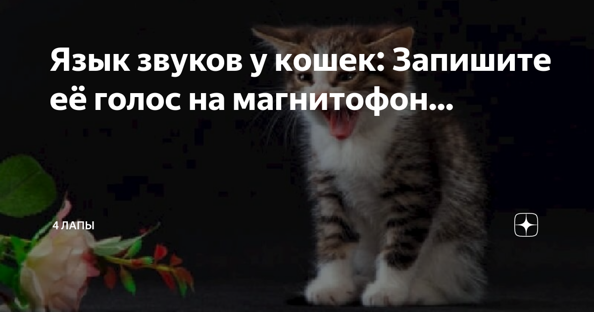Включить звук котят