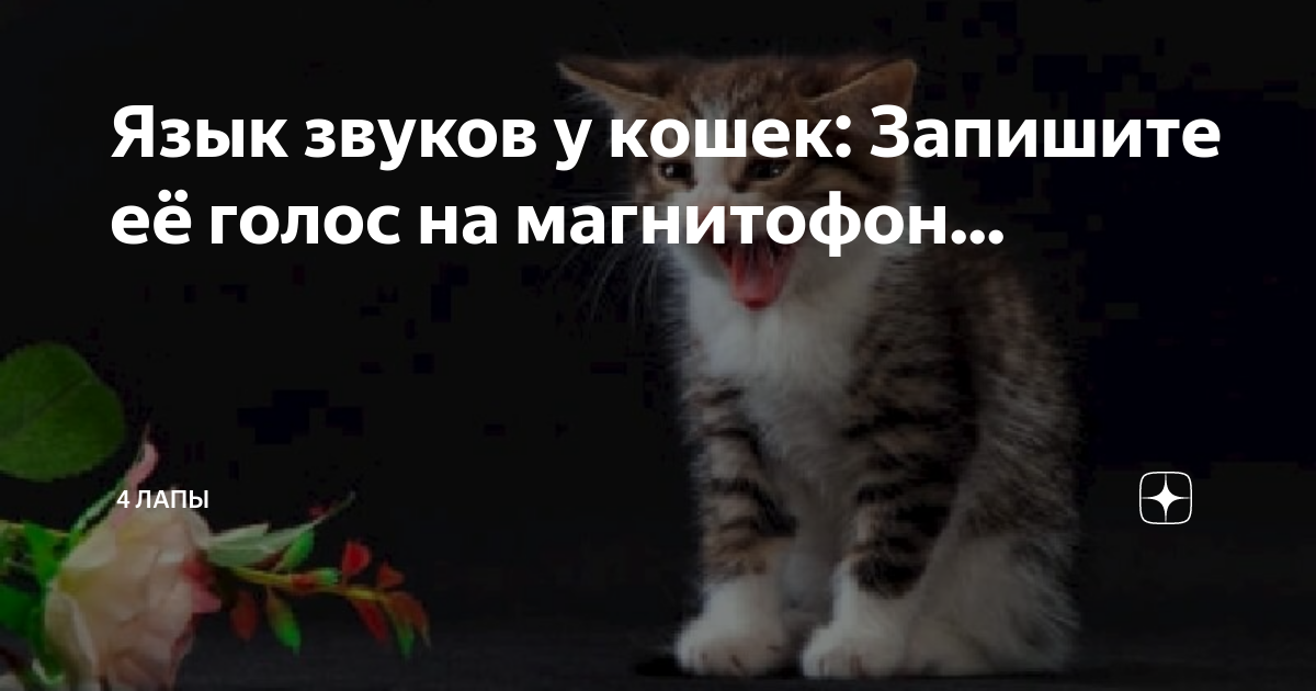 Звук который зовет котенка