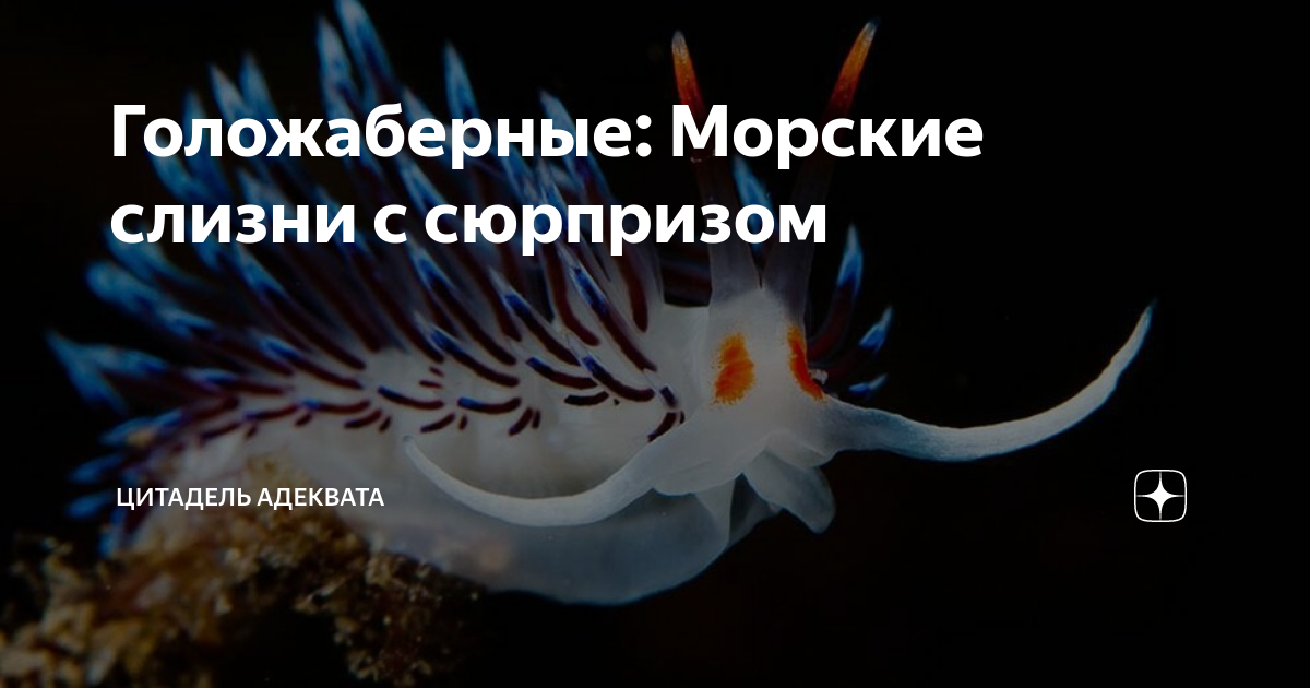 Голожаберные: Морские слизни с сюрпризом | Цитадель адеквата | Дзен