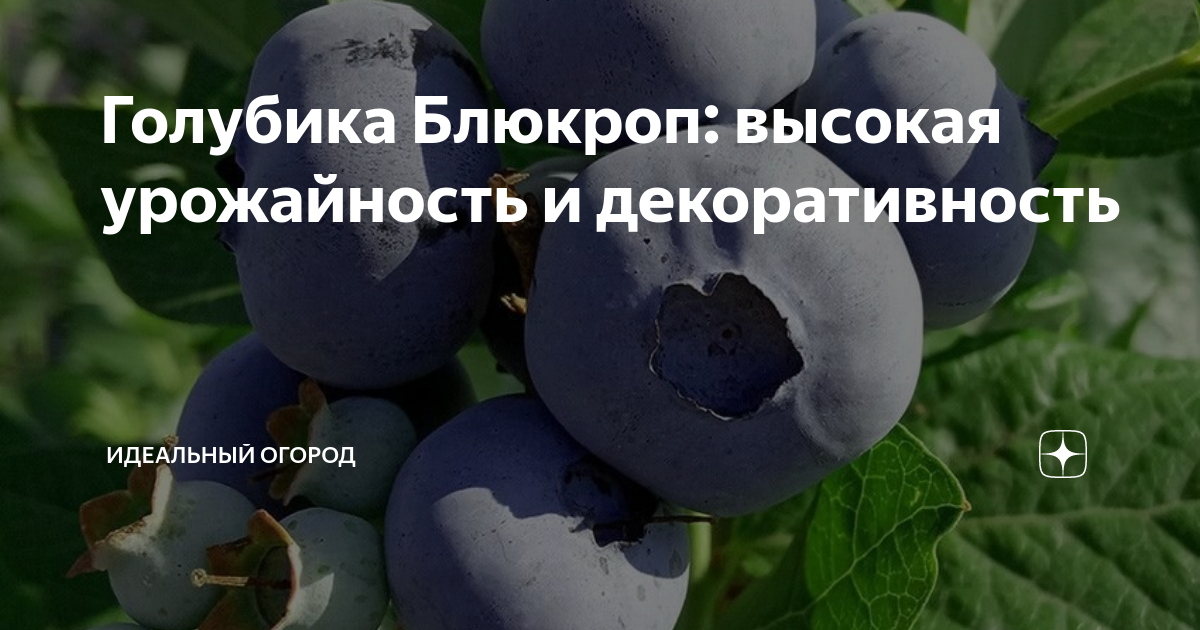 Голубика урожайность с куста