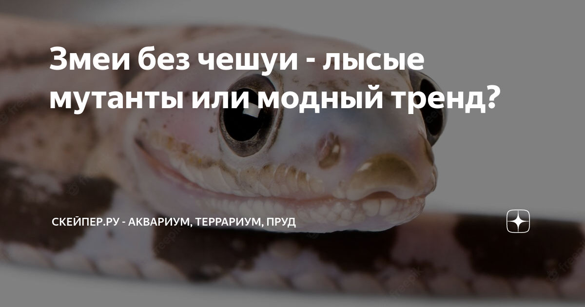 Змея без чешуи. Змея без чешуи