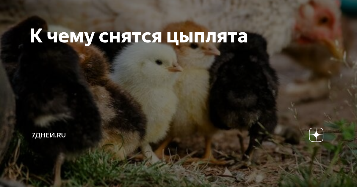 Ответы sauna-ernesto.ru: Приснилось, что родила птичку.