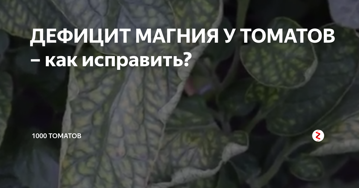 Нехватка магния у томатов фото. Недостаток магния у томатов. Дефицит магния у томатов. Нехватка магния у рассады томатов.