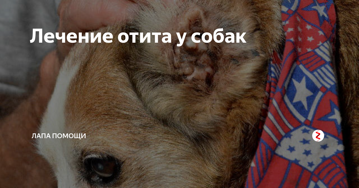Лечение отита у собак и кошек — ветклиника «Ветдоктор»