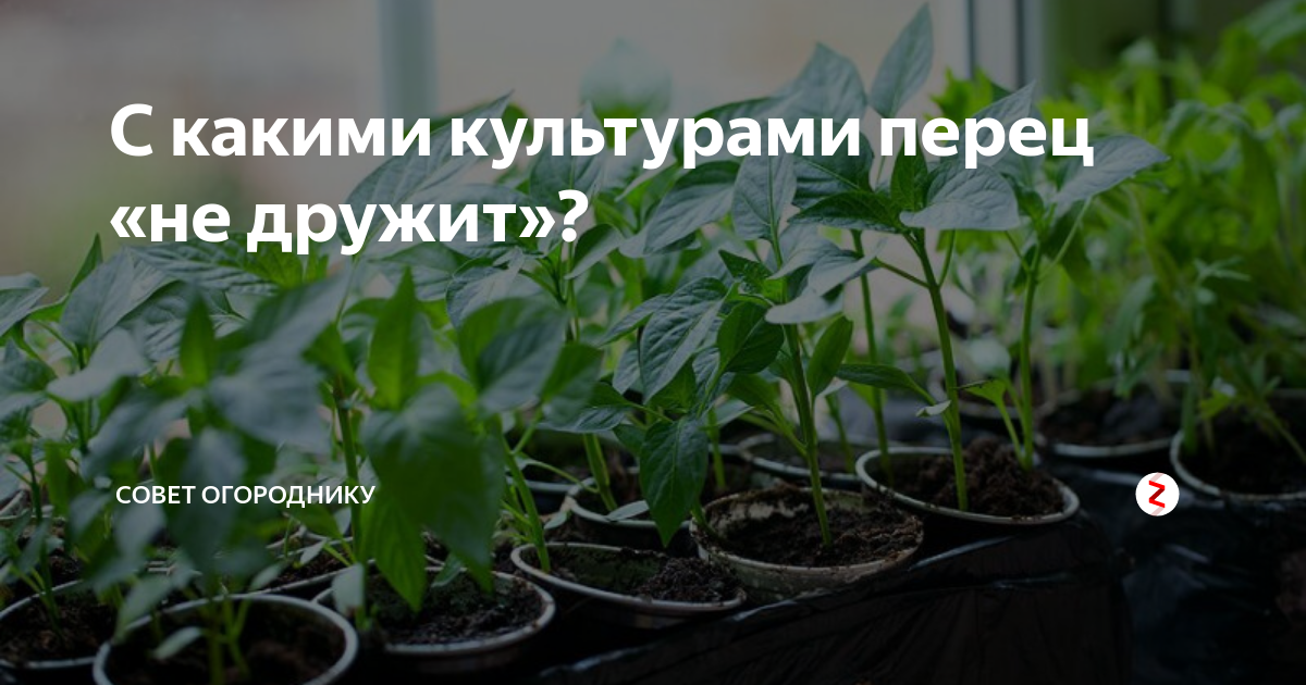 Когда можно сеять перец 2024