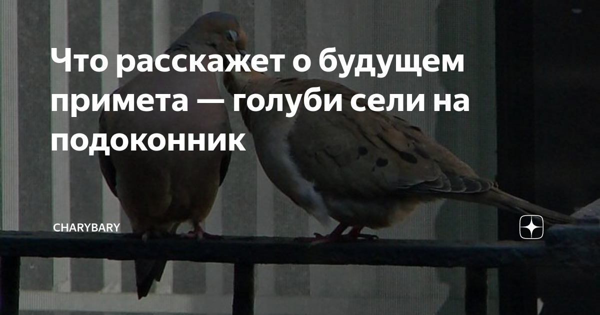 Голубь прилетел на подоконник примета. Голубь сел на подоконник примета. Голубь сел на окно примета. Примета залетел голубь.