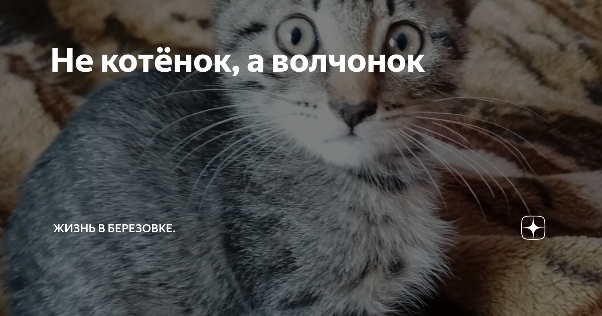 котенка рвет желчью ничего не ест