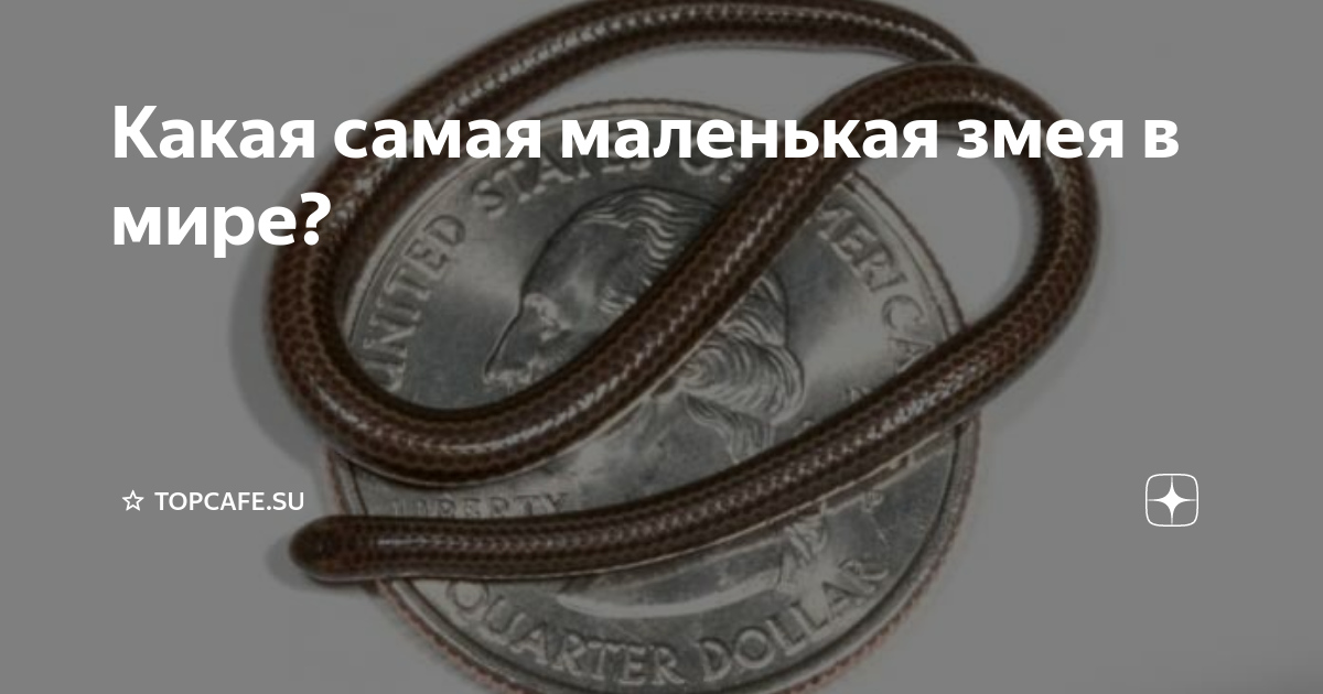 самая большая змея на кавказе