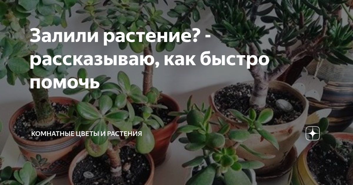 Как спасти комнатное растение от увядания: полезные советы