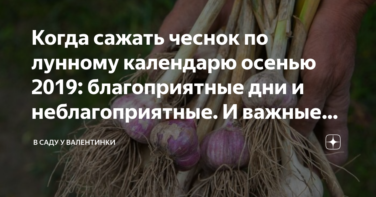 Уборка чеснока. Когда сажать чеснок в 2020 году по лунному календарю. Уборка чеснока сроки. Посадочные дни чеснока. Благоприятные дни для уборки.