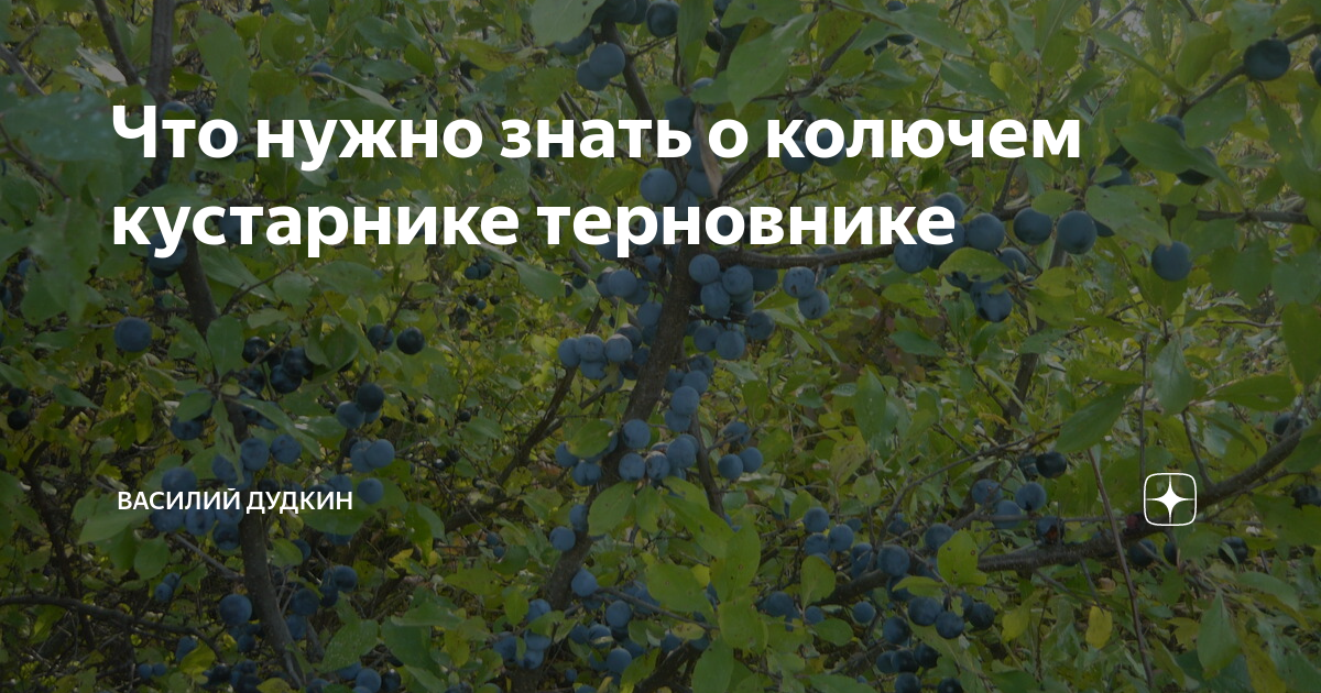 Что нужно знать о колючем кустарнике терновнике | василий дудкин | Дзен