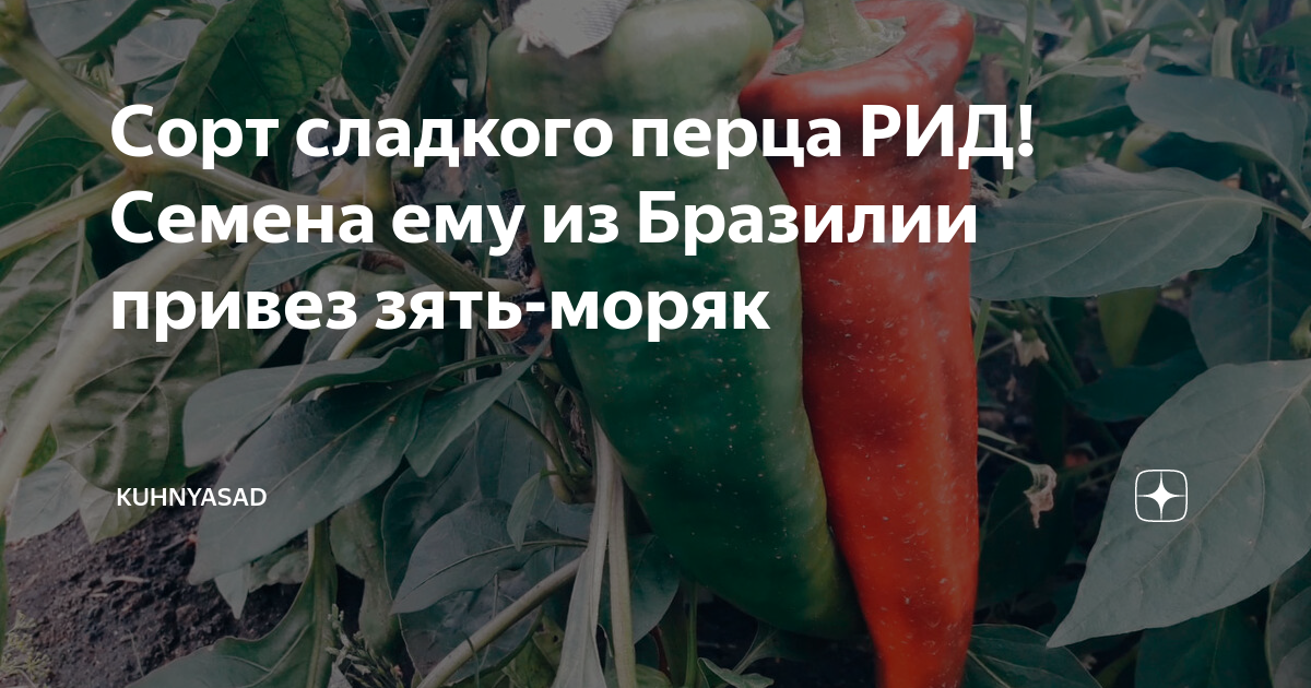 Перец рид описание сорта фото отзывы