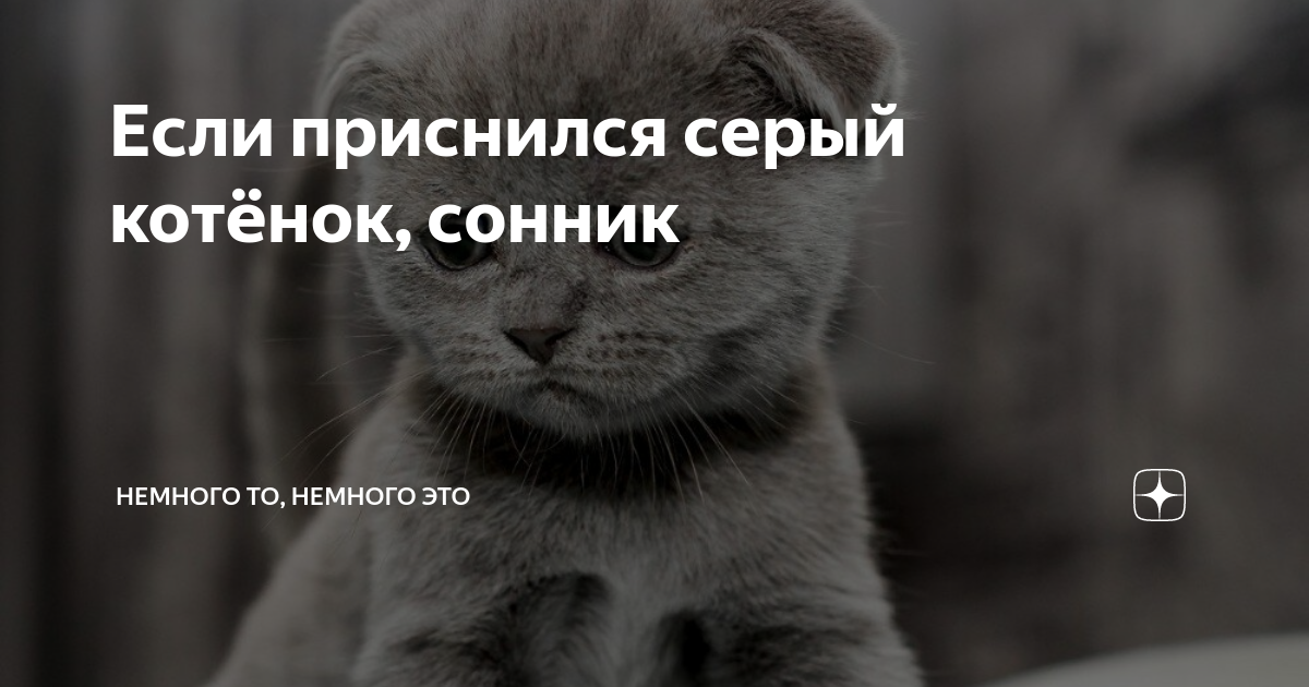 Если приснился серый котёнок, сонник