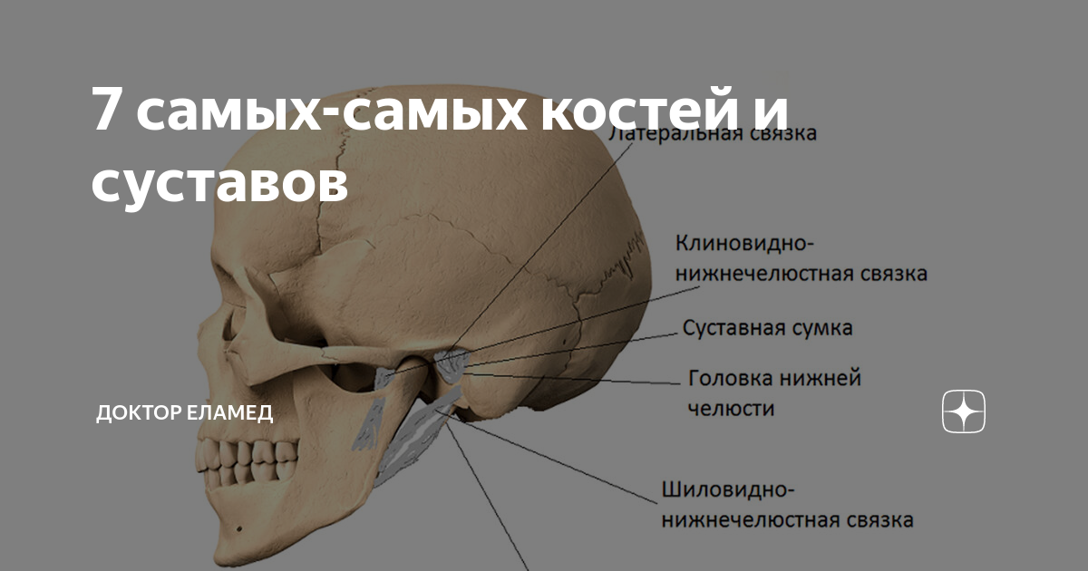 7 самых-самых костей и суставов | Доктор ЕЛАМЕД | Дзен