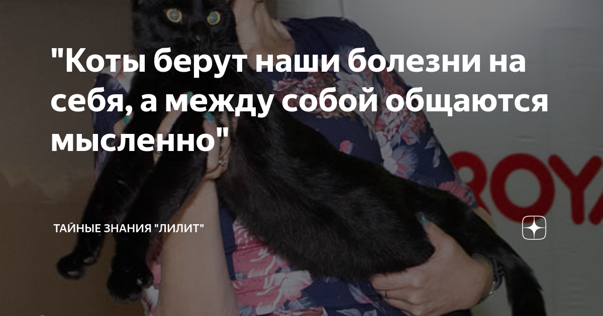 Коты забирают болезни