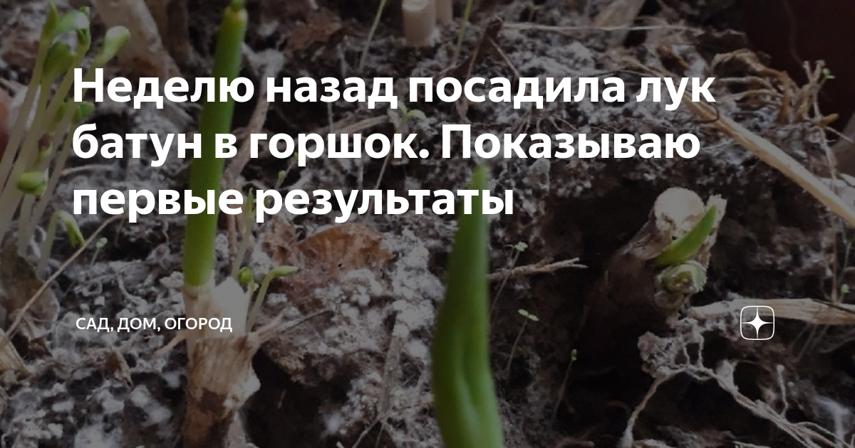 Когда по народным приметам сажать лук