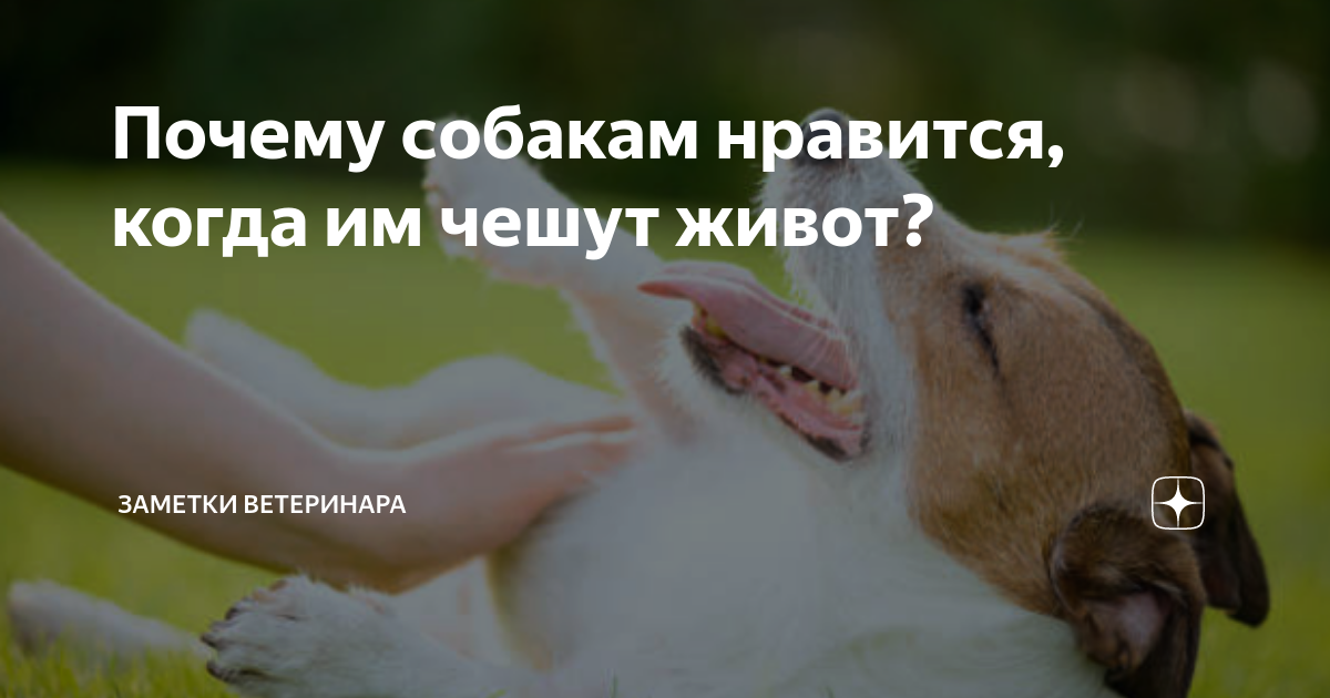 Гладить кота нужно правильно