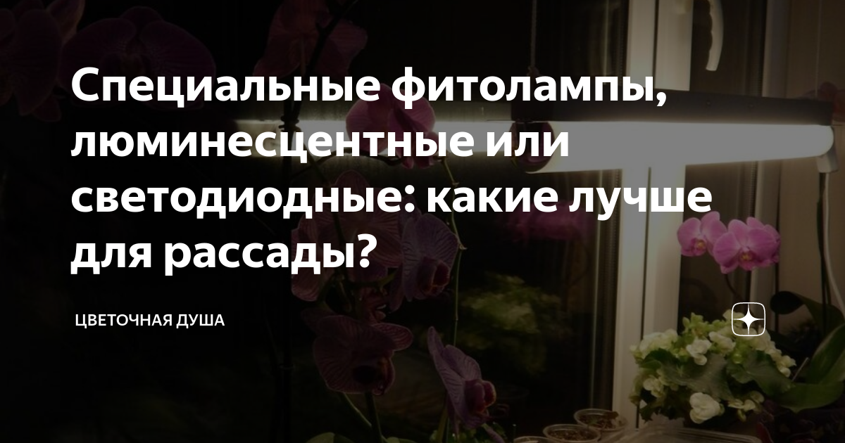 Специальные фитолампы, люминесцентные или светодиодные: какие лучше для .