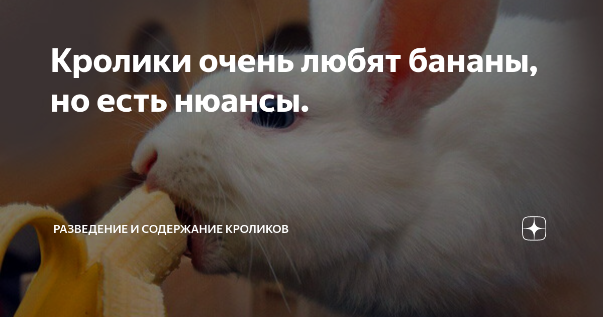 можно кроликам бананы. можно кроликам бананы. кролик ест банан. кролик кушает. кролик ест банан.