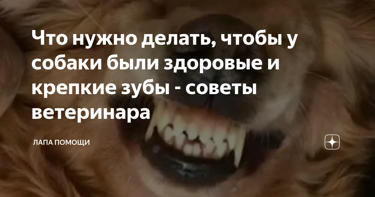 Гингивит у кошек и собак: виды, причины, симптомы и лечение заболевания