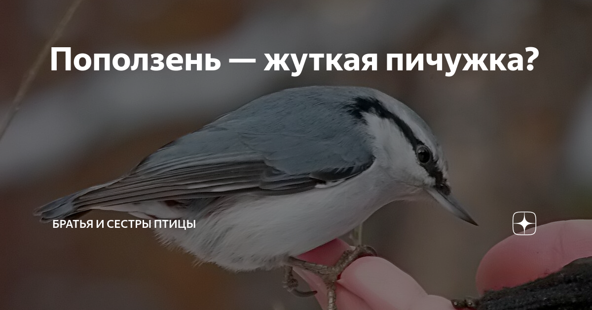 Пичужка. Пичужка и поползень одно тоже. Пичужка значение. Птицеловство.