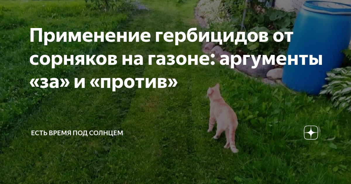 Применение гербицидов от сорняков на газоне: аргументы «за» и «против ...