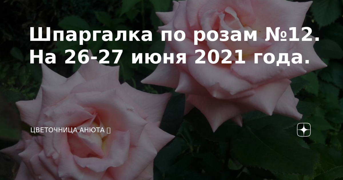 Цветочница Анюта розы. Цветочница Анюта розы дзен шпаргалка последняя. Цветочница Анюта розы дзен. Шпаргалка для роз.