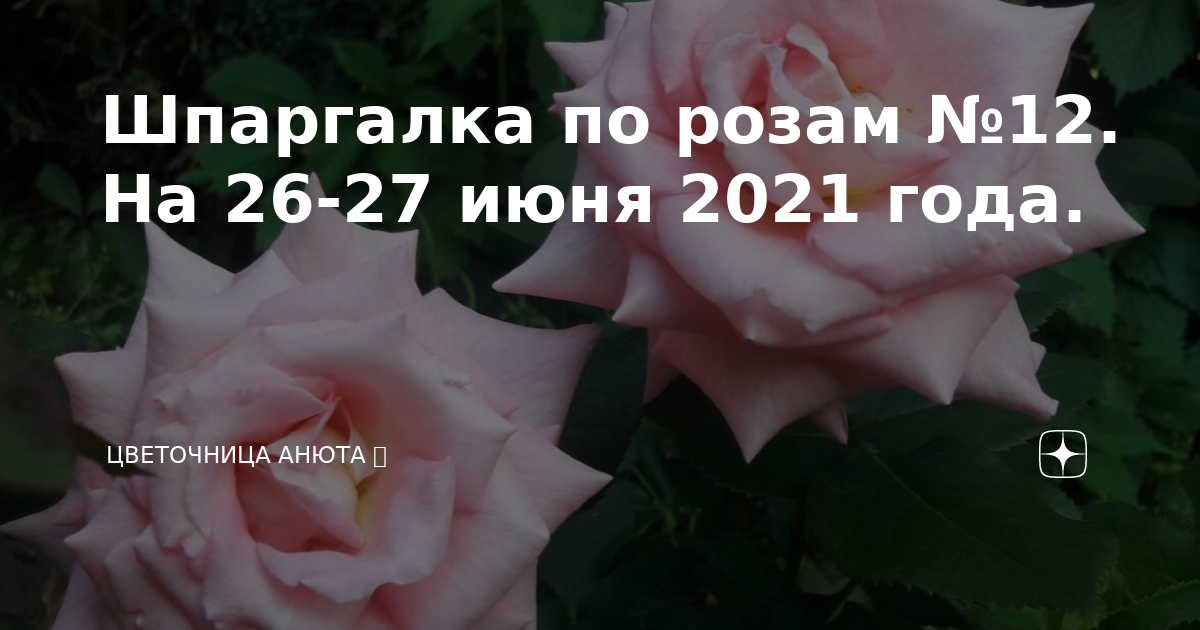 Цветочница анюта дзен последнее. Цветочница Анюта розы дзен. Цветочница Анюта розы. Цветочница Анюта дзен. Цветочница Анюта шпаргалки по розам.