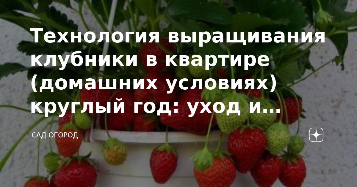 Выращивание клубники из семян, в том числе посадка, как ухаживать за всходами, видео по теме