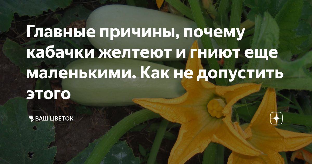 Почему кабачки желтеют маленькими что делать. Гниют кабачки на кусту что делать. Как гниют кабачки. Лист рассады кабачка желтеет и сморщился. Ярко зеленый ствол кабачка почему?.