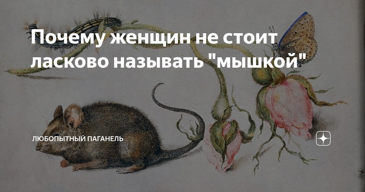 Почему мышь так называется. Почему мышь так называется