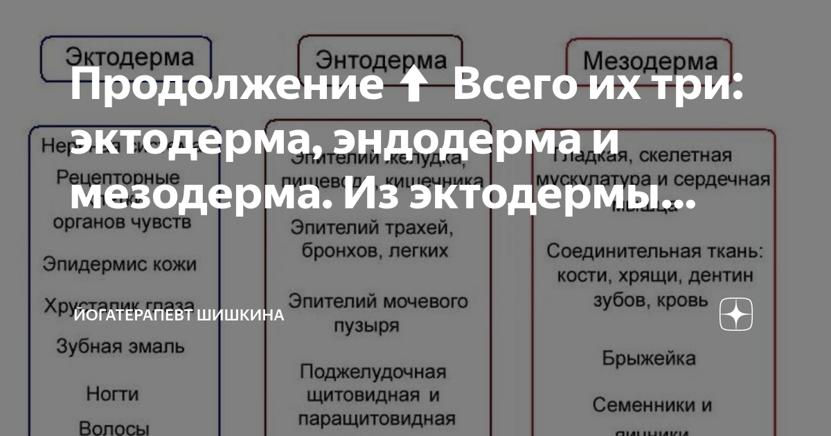 Эпидермис эктодерма и энтодерма. Эпидермис эктодерма и энтодерма