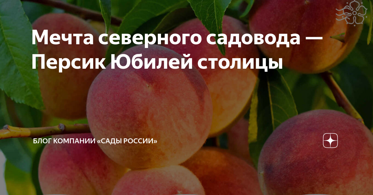 Персик юбилей столицы описание. Персик юбилей столицы. Персик золотой юбилей. Персик золотой юбилей фото. С днем рождения персик мой.