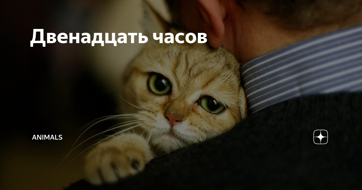 энималс дзен канал