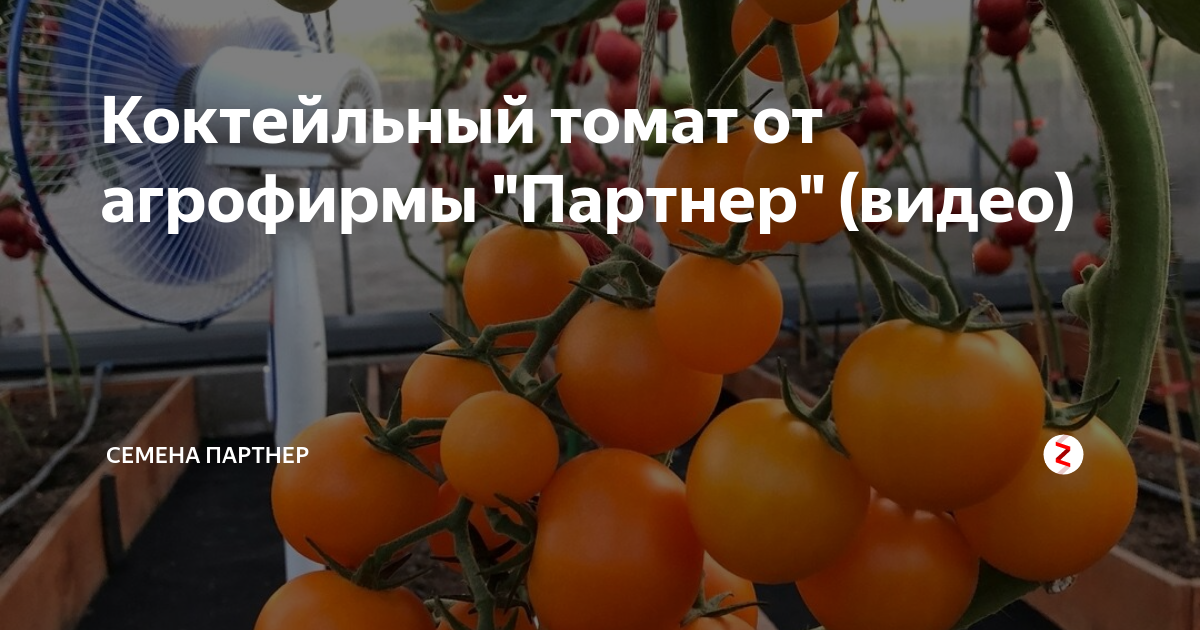 Томат сулейман партнер. Томаты черри детерминантные фирмы партнер. Партнер семена коктейльных томатов. Томат коктейль от партнера. Тигровый коктейль томат.